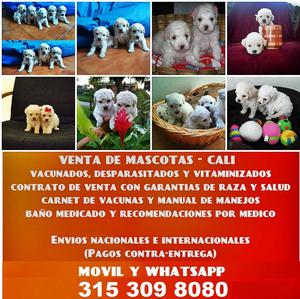 CANICHE FRENCH POODLE BLANCOS