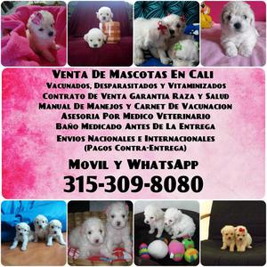 CANICHE FRENCH POODLE BUENOS Y AMOROSOS