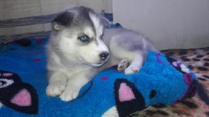 Cachorrita Siberiana de Ojos Azules Pura