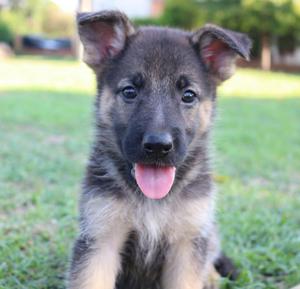 Cachorrito Pastor Aleman