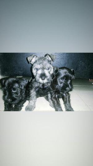 Cachorritos Schnauzer Mini