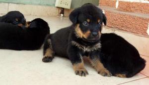 Cachorros Rottweiler