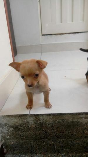 Chihuahua