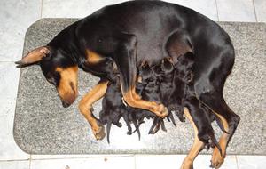 DOBERMAN CACHORROS