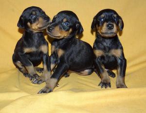 DOBERMAN CACHORROS ***EL ORIGINAL***