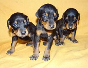 DOBERMAN CACHORROS EN VENTA DOCUMENTADOS