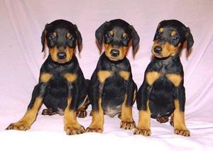 ESPECTACULARES DOBERMAN FOTOS REALES MOSTRAMOS PADRES Y