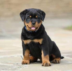 **ESTUPENDOS ROTTWEILER EN VENTA**