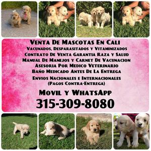 GOLDEN RETRIEVER FINOS OFRECEMOS CON TODO