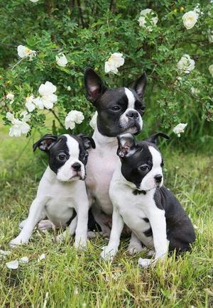 **HERMOSOS BOSTON TERRIER EN VENTA **