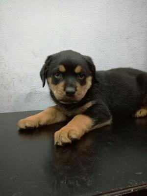 Hermosa Rottweiler