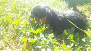 Hermosas Cachorros Rottweiler