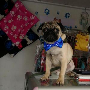 Hermoso Pug Busca Novia