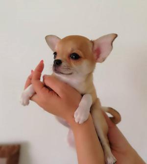 Hermosos Cachorros Chihuahua Bolsilleros