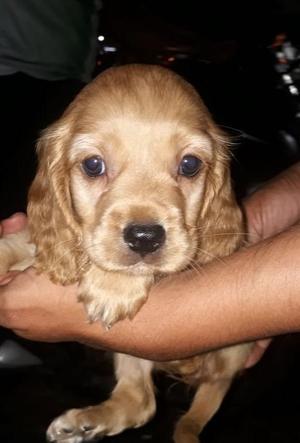 Hermosos Cocker Spaniel