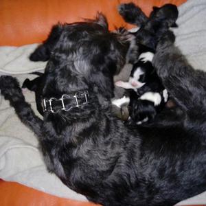 Lindos Cachorritos Schnauzer