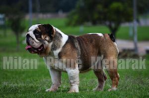 Monta Bulldog Ingles