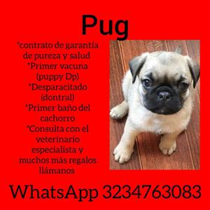 PUG MUY HERMOSOS EN VENTA M Y H