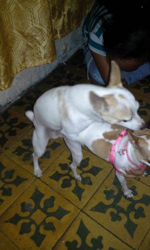 Pinscher Chihuahua para Monta