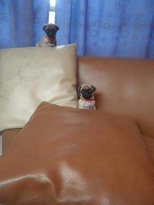 Pug con Cama