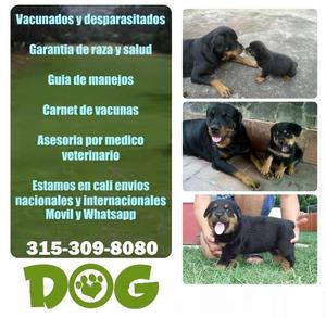 ROTTWEILER LINEA ALEMANA VENDO EN CALI CON ENVIOS A MEDELLIN