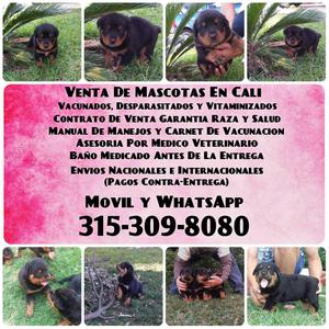 ROTTWEILER VENDO SOLO LINEA ALEMANA