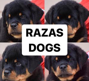 Rottwailer alemanes razas pets 