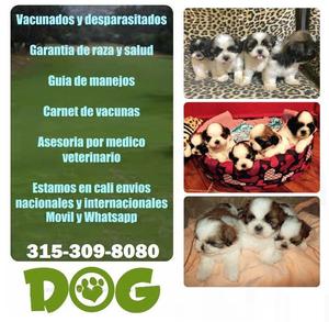 SHIT TZU EXCELENTES COLOR TRICOLOR Y BICOLOR