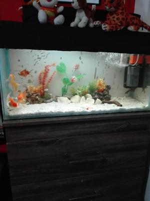 Se Vende Acuario