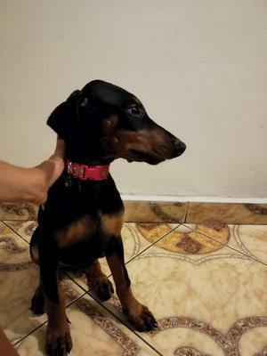 Super oferta Doberman