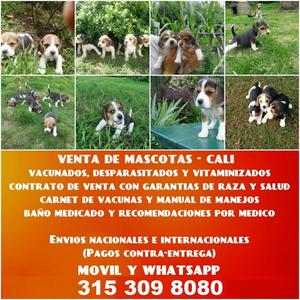 UBICADOS EN CALI DISPONEMOS DE BEAGLE CON ENVIOS A TODO