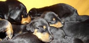 VENTA DOBERMAN