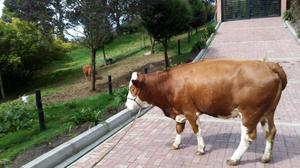 Vaca Simmental