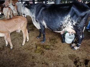Vendo 10 Vacas Lecheras Enproducsion