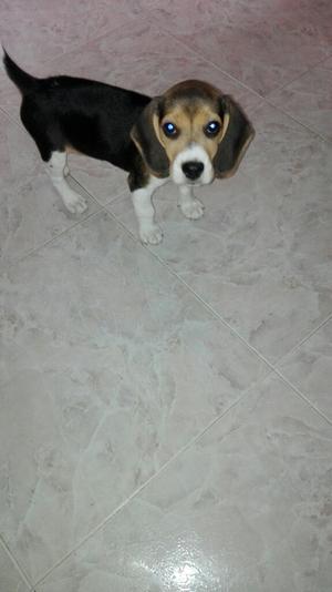 Vendo Beagle