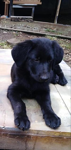 Vendo Perro Labrador Cruzado con Pastor