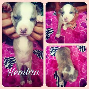 Venta de Cachorros Pitbull