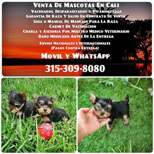 YORKSHIRE TERRIER STANDAR TENGO EN VETERINARIA