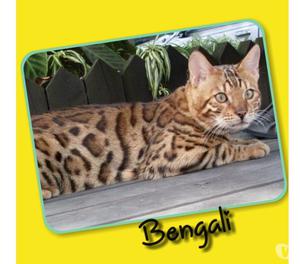 Disponibles Gatos Bengali A Buen Precio Hermosos