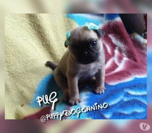 Excelentes Pug Cachorros Favorables Disponibles