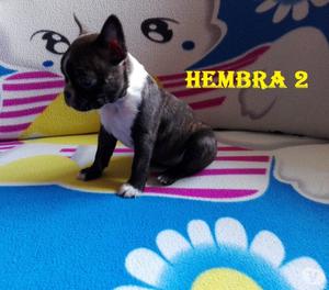 BOSTON TERRIER hembras cachorras hermosas PURA RAZA en venta