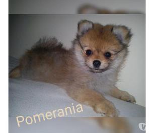 En Venta Pomerania Cachorros Mini Disponibles