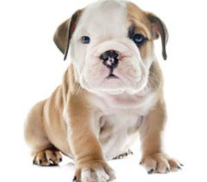 hermosos cachorros bulldog ingles en venta