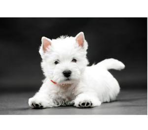 hermosos y peluditos west highland terrier en venta