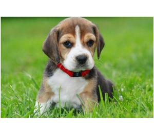 lindos y jugetones cachorros beagle disponibles en venta