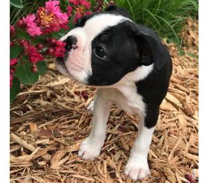 boston terrier en venta