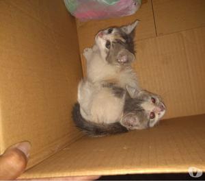 Hermanitos en adopcion gatititos