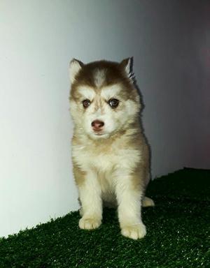 Adorable Husky Manto Rojo Elegante