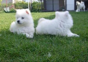 Adorables Samoyedo