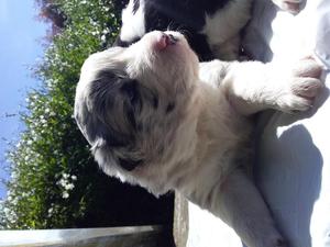 BORDER COLLIE PUPPIES DE EXCELENTE CALIDAD SALIDA EN 10 DIAS